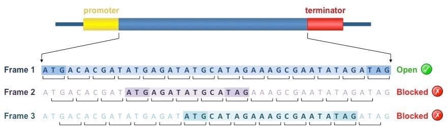 Three reading frames showing ORF concept